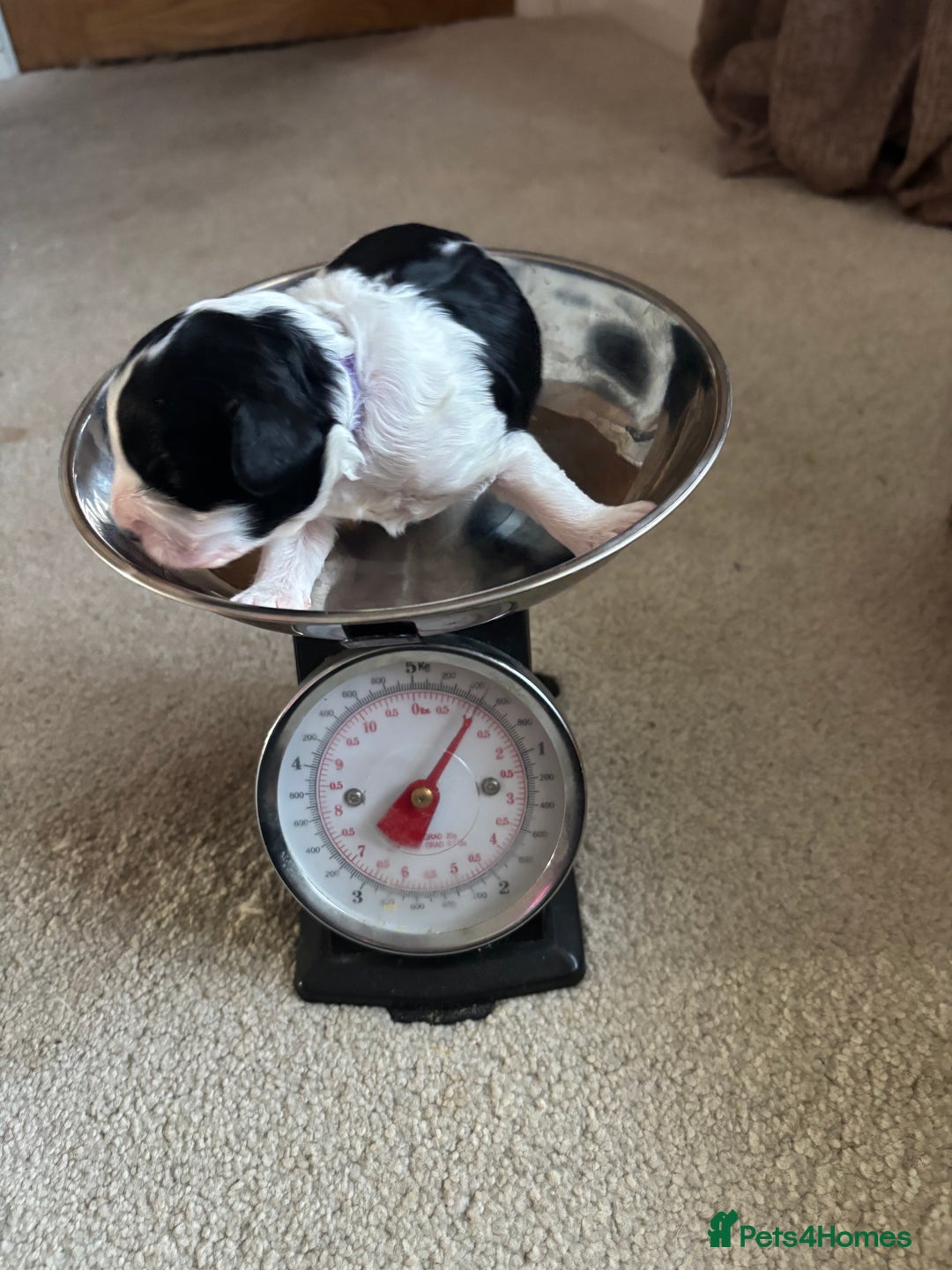 Cavapoo dogs for sale: 2 cavapoos left from a stunning litter - Image 14