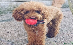 Toy Poodle dogs for stud: RED TOY POODLE KC REGISTERED PROVEN STUD in Derby - Image 2