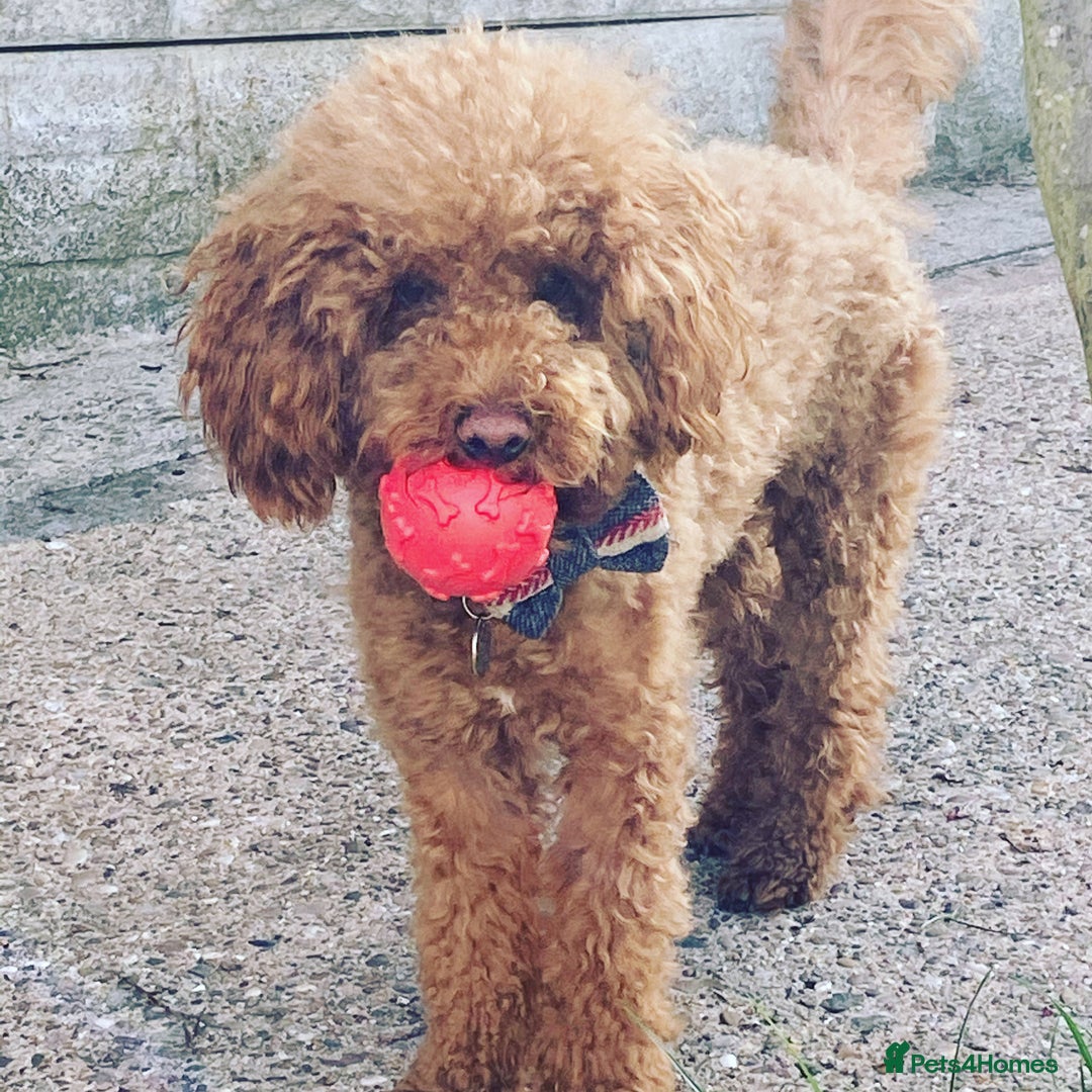Toy Poodle dogs for stud: RED TOY POODLE KC REGISTERED PROVEN STUD in Derby - Image 2