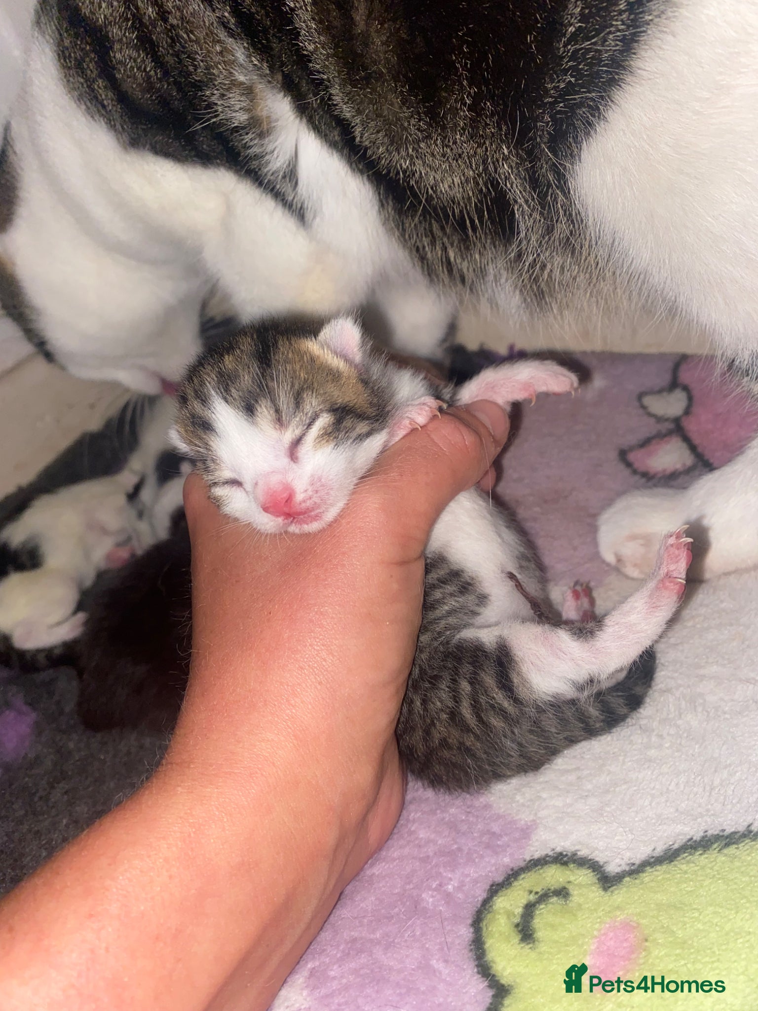 Mixed Breed cats Beautiful mixed breed kittens.  - Advert 1