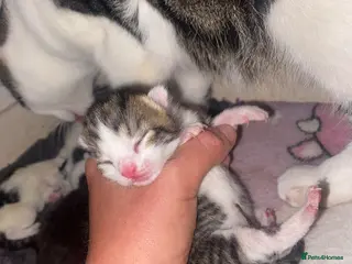 Mixed Breed cats Beautiful mixed breed kittens. - Advert 12