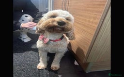Cockapoo dogs for sale: F1B cockapoofor sale - Image 2