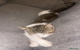 Mixed Breed cats for sale: Female Kitten for sale  - Image 3
