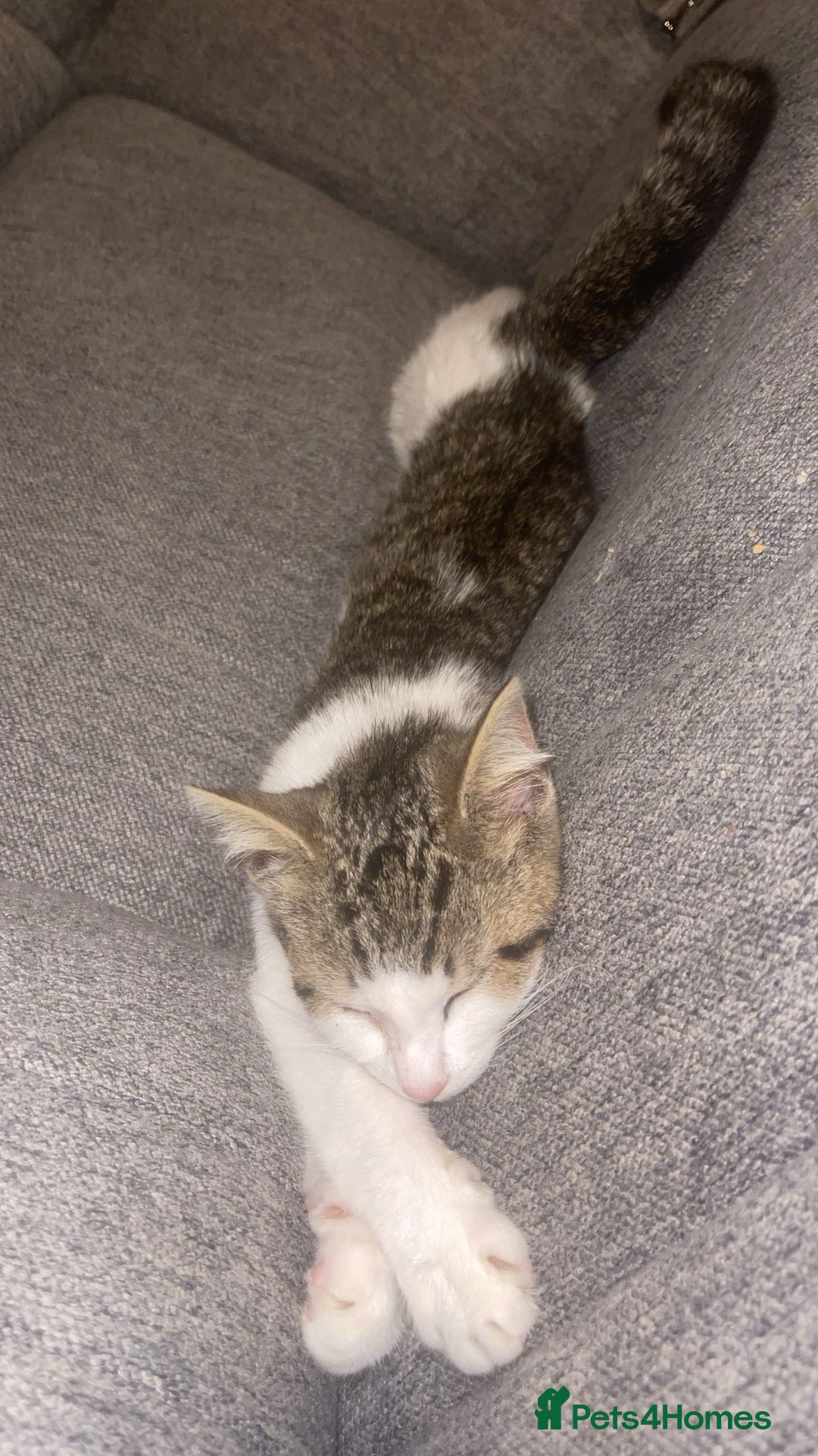 Mixed Breed cats for sale: Female Kitten for sale  - Image 3