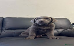 Labrador Retriever dogs for sale: Silver Labrador Puppies - KC Registered - Image 5