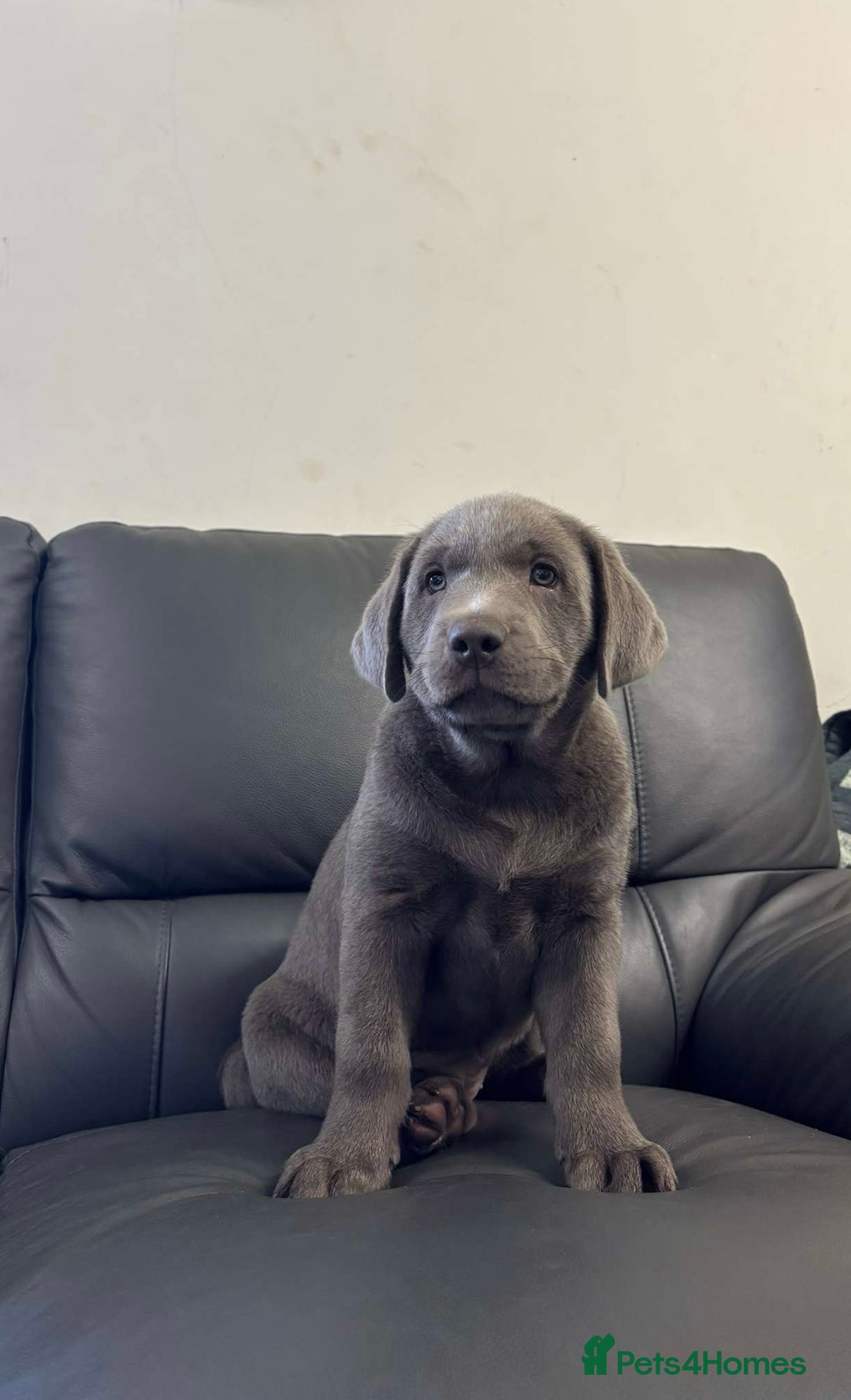 Labrador Retriever dogs for sale: Silver Labrador Puppies - KC Registered - Image 5
