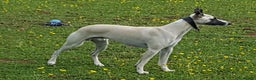 Whippet dogs for sale: Gorgeous whippet puppies  - Advert 7
