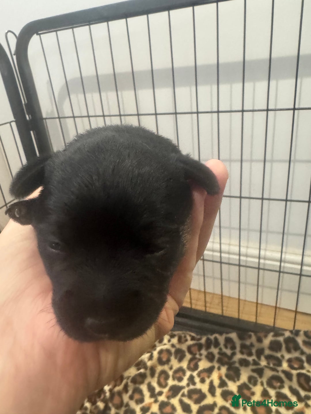 Border Terrier dogs for sale: Beautiful borders  - Image 4