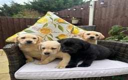 Labrador Retriever dogs for sale: 4 adorable KC reg puppy labradors ready to go  - Image 2