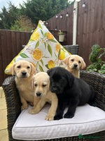 Labrador Retriever dogs - Advert 2
