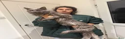 Maine Coon cats for sale: Proven TICA Active Blue Maine Coon Stud Goose � - Advert 4