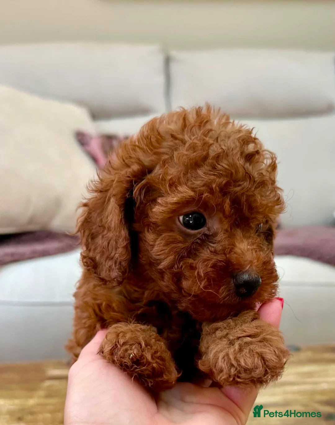 Toy Poodle dogs for sale: ✨ READY TO GO TO LOVING HOME ✨ - Advert 17