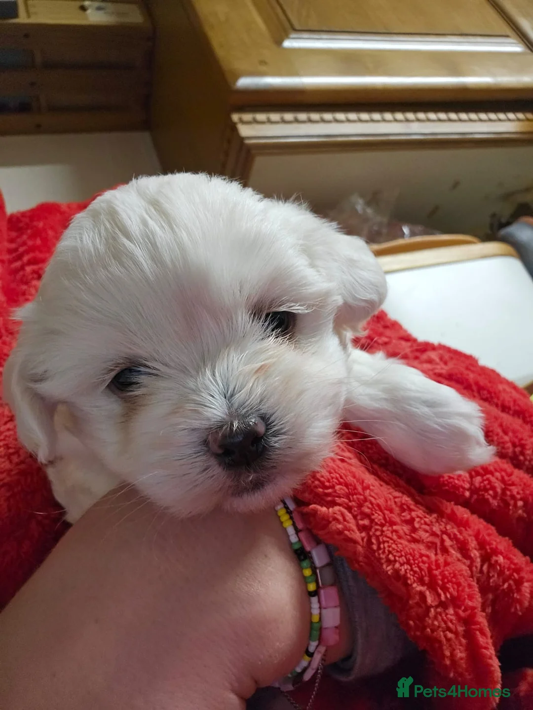 Maltese dogs for sale: 2 puppies Bichons maltese - Advert 2
