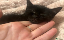 British Shorthair cats for sale: two female kittens  - Image 4