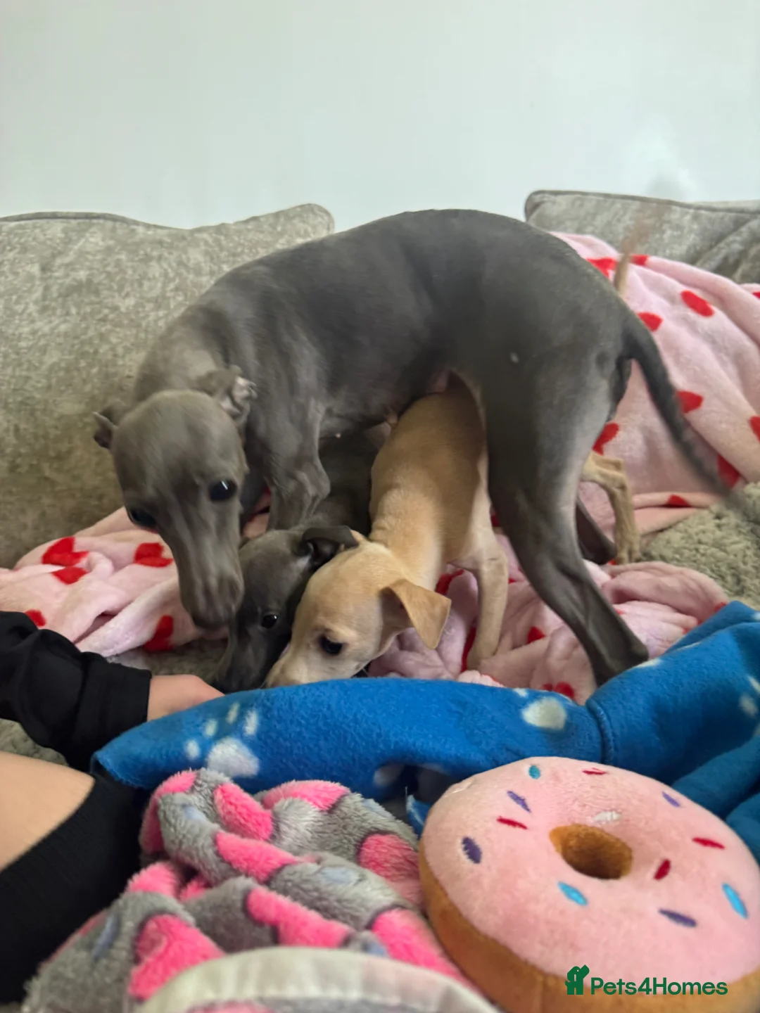 Italian Greyhound dogs for sale: KC Italian greyhound puppies 🏡 ready now - Advert 30