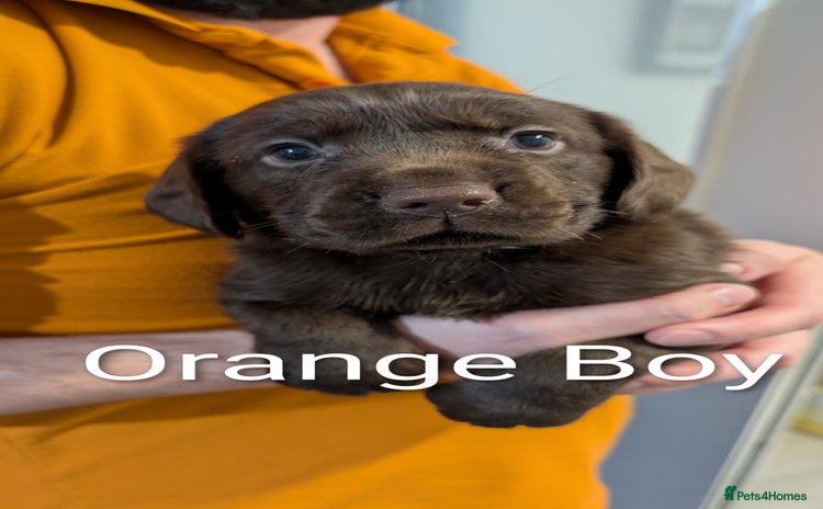 Cockerdor dogs - Advert 2