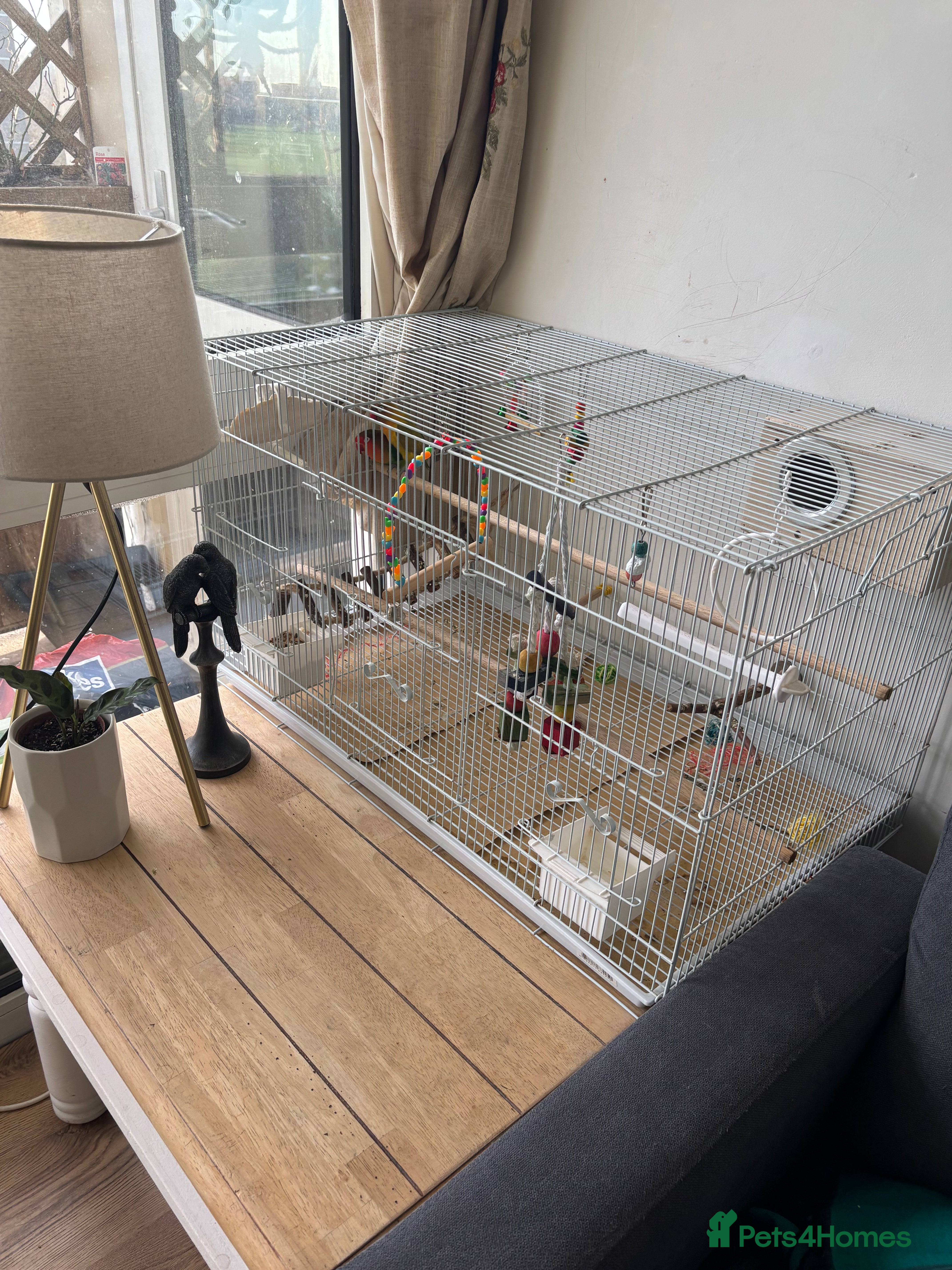 Lovebirds birds Pair of love birds with a large love bird cage  - Advert 4