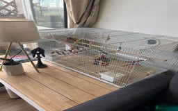 Lovebirds birds for sale: Pair of love birds with a large love bird cage  - Advert 1