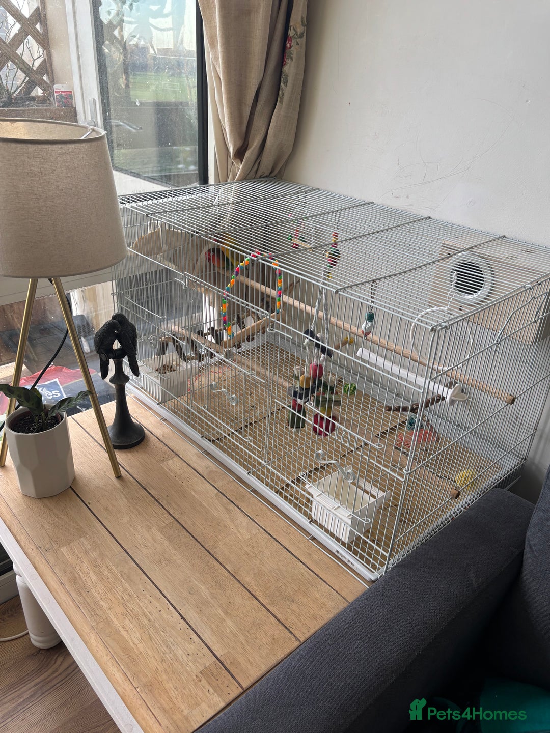 Lovebirds birds for sale: Pair of love birds with a large love bird cage  - Advert 1