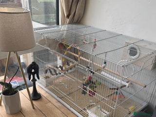 Lovebirds birds Pair of love birds with a large love bird cage - Advert 1