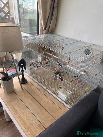 Lovebirds birds Pair of love birds with a large love bird cage - Advert 1