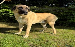 Turkish Kangal dogs for stud: Bruno 'The Kangal King' - Image 4