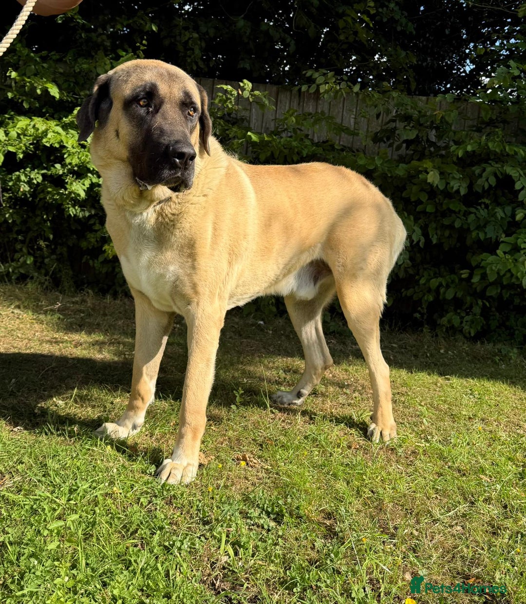 Turkish Kangal dogs for stud: Bruno 'The Kangal King' - Image 4