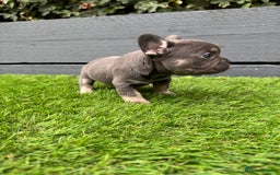 French Bulldog dogs for sale: ⭐ 4 available French bulldogs carrying L4 ⭐️ - Image 6
