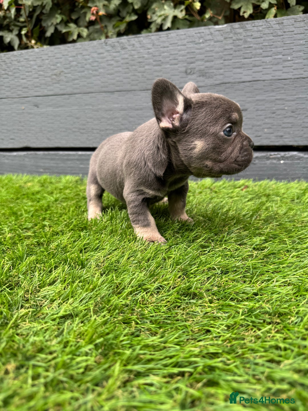 French Bulldog dogs for sale: ⭐ 4 available French bulldogs carrying L4 ⭐️ - Image 6
