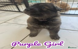 German Shepherd dogs for sale: German Shepherd Puppies  - Image 12