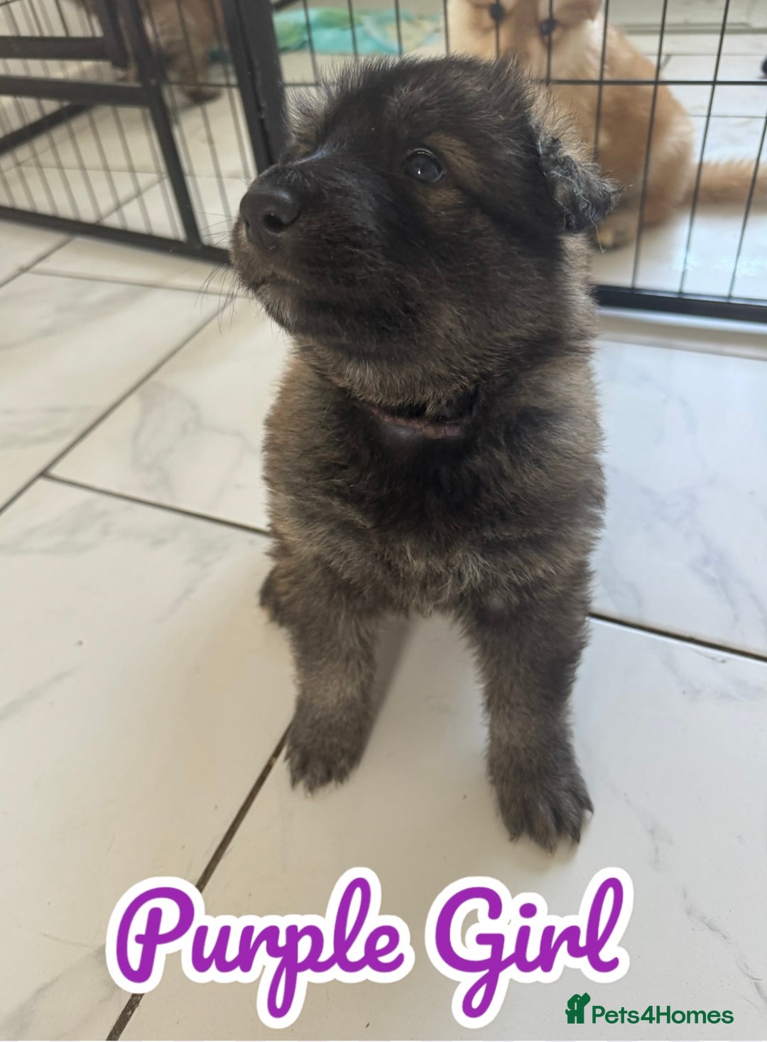 German Shepherd dogs for sale: German Shepherd Puppies  - Image 12