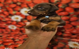 Dobermann dogs for sale: Elite Class World Champion Pedigree Pups KC'D - Image 5