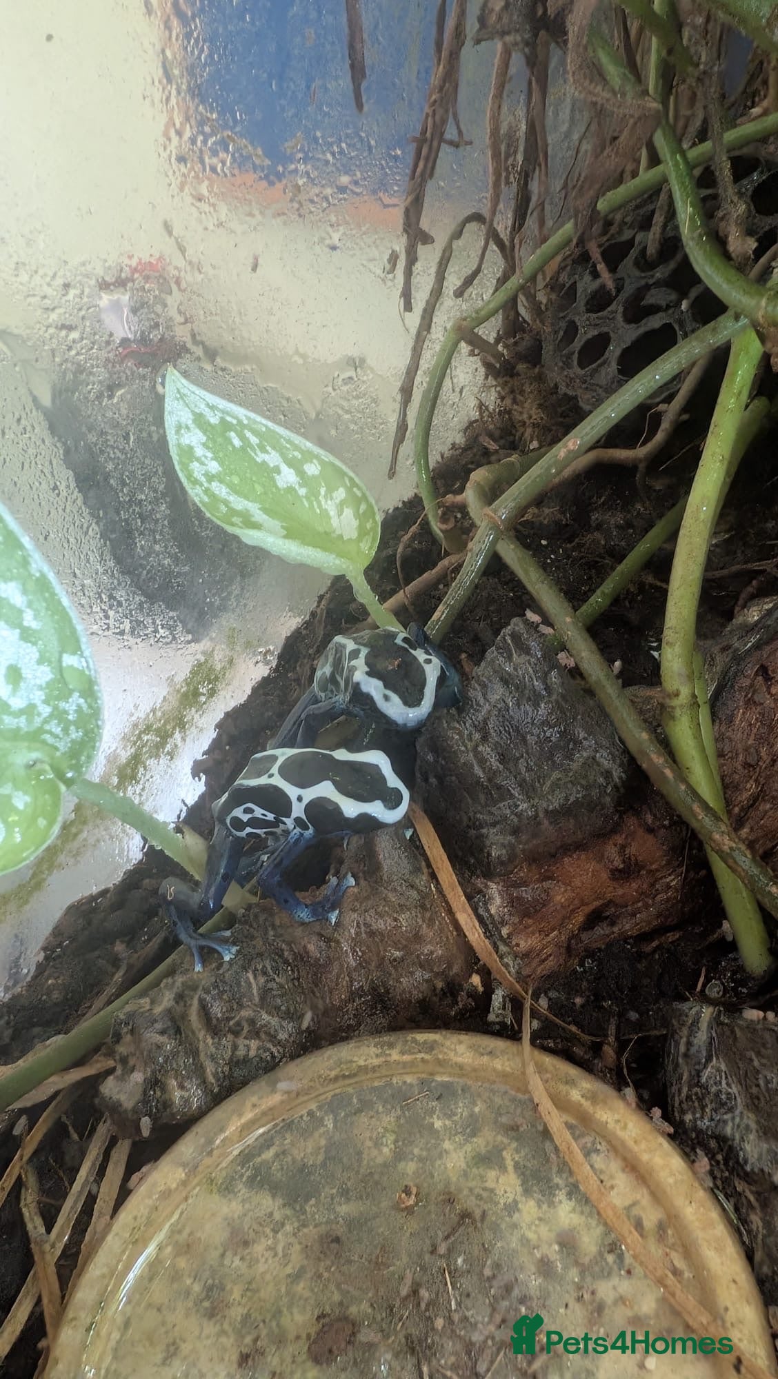 Frog reptiles Exo Terra Mature Bio Setup Group of 4 tinc Oyapok - Advert 1