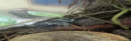Frog reptiles for sale: Exo Terra Mature Bio Setup Group of 4 tinc Oyapok in Huddersfield - Advert 1