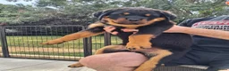 Rottweiler dogs for sale: Big Rottweiller Girl Puppy for sale - ready to go - Advert 9