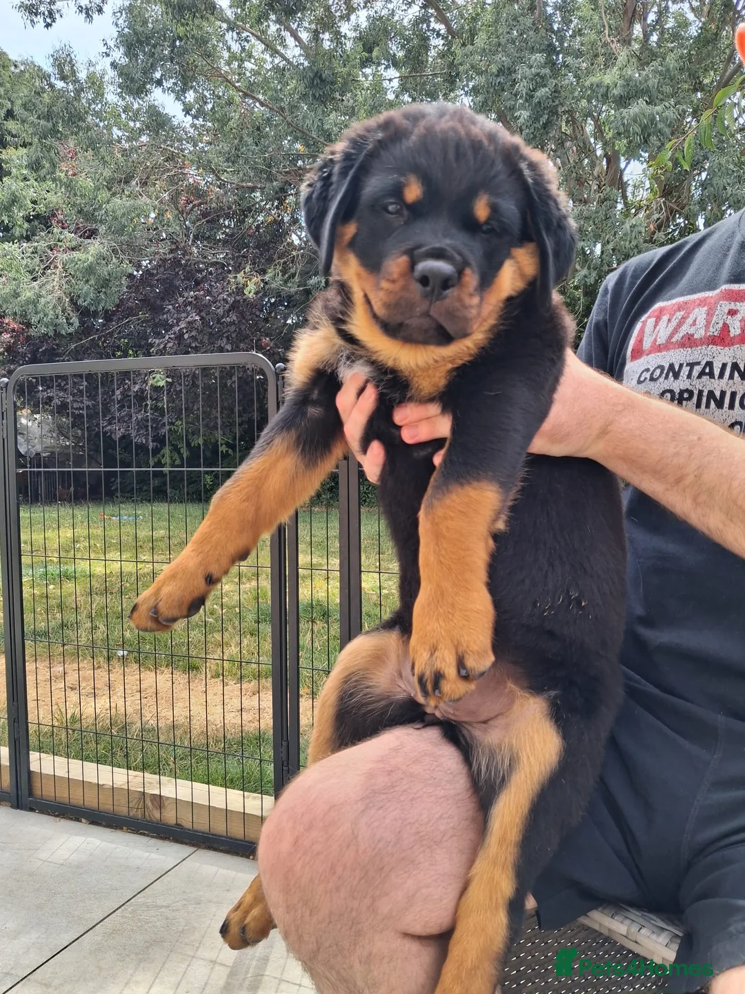 Rottweiler dogs for sale: Big Rottweiller Girl Puppy for sale - ready to go - Advert 9
