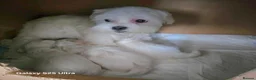 Maltese dogs for sale: Fabulously gorgeous maltese in Stevenage - Advert 11