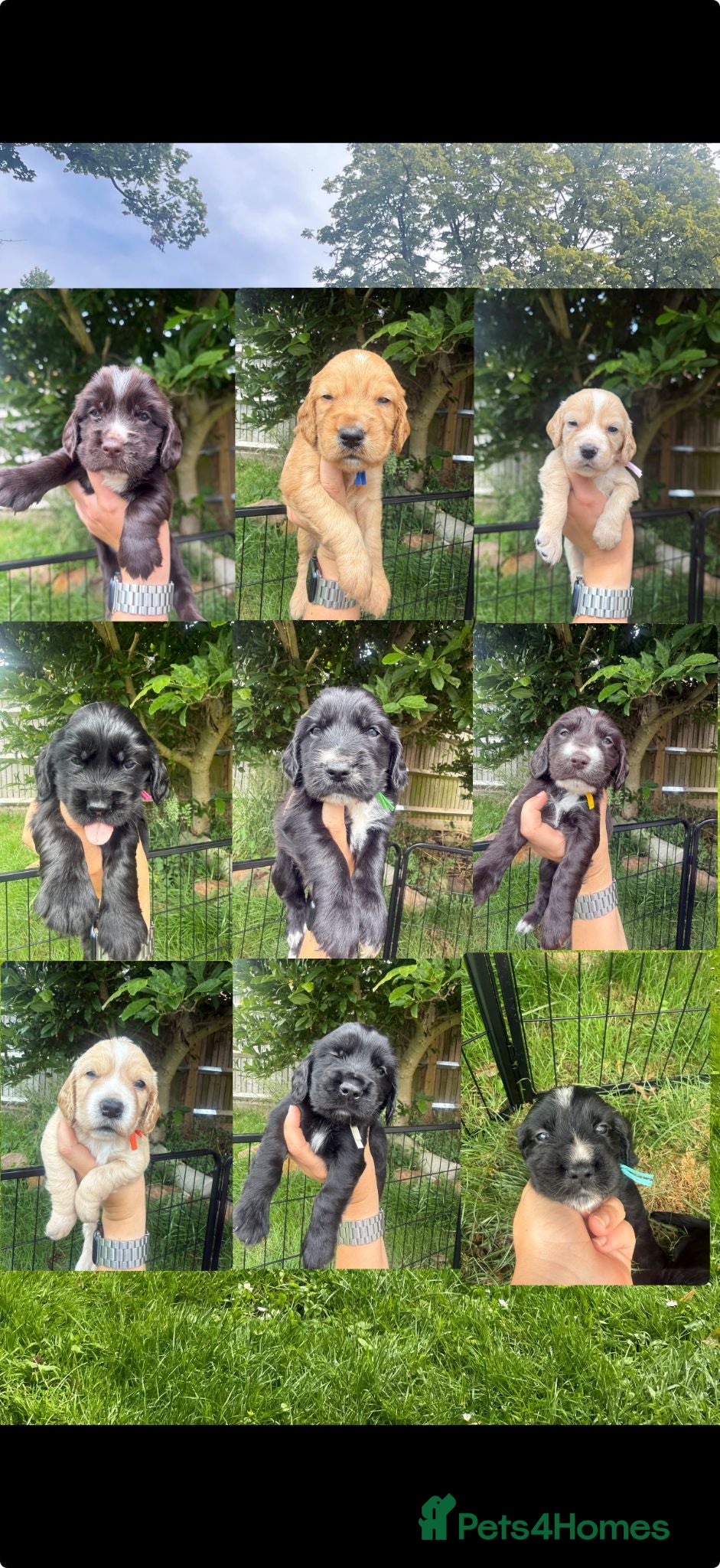 Cocker Spaniel dogs Working Cocker Spaniel Puppies - Advert 1