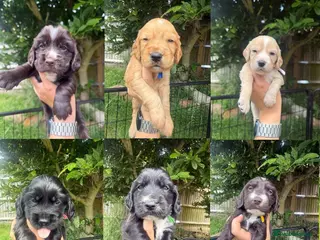 Cocker Spaniel dogs Working Cocker Spaniel Puppies - Advert 8