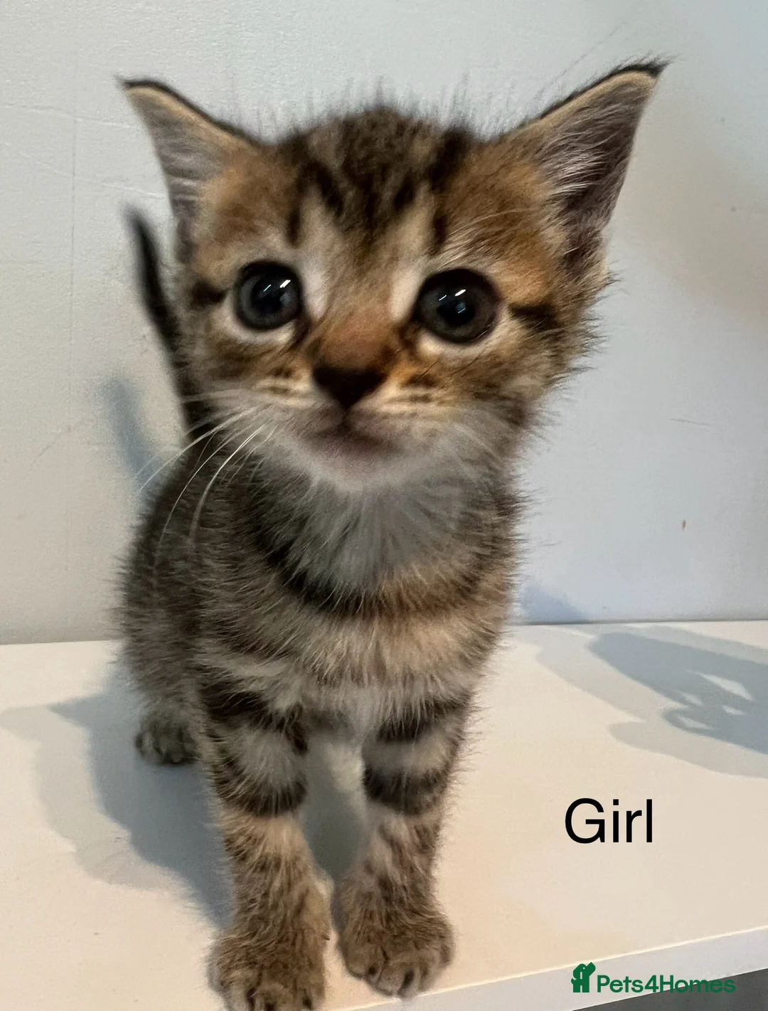 Bengal cats for sale: 2 gorgeous bengal mix kittens  - Advert 8