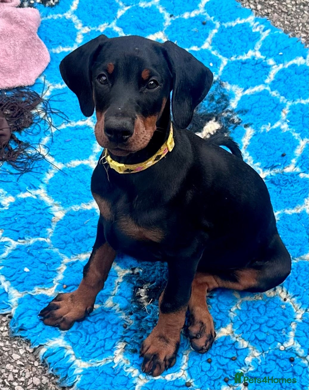 Dobermann dogs Health tested European puppies  - Advert 2