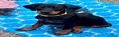 Yellow collar Black and Tan female 