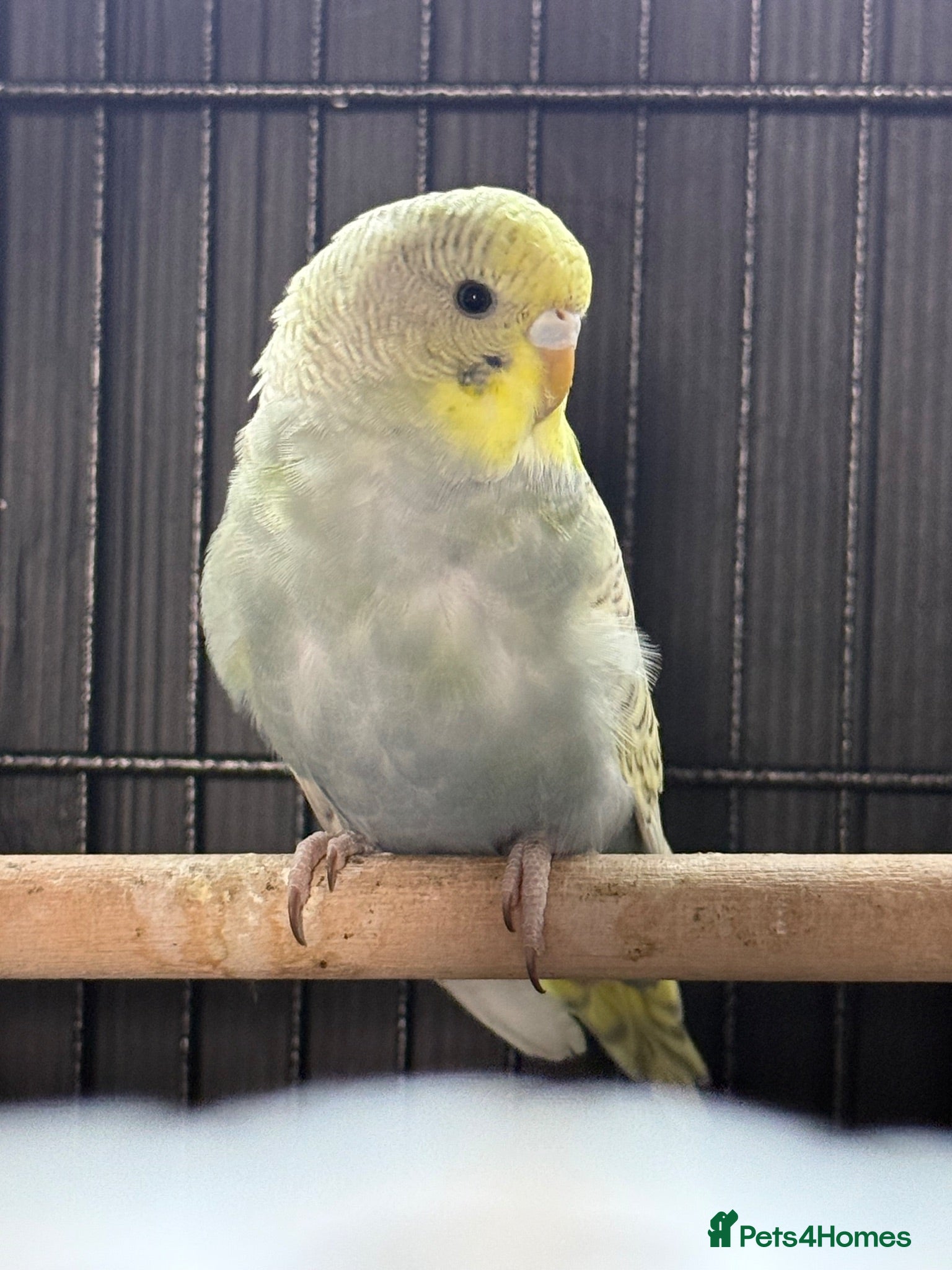 Budgerigars birds Beautiful Baby Budgies 2 Left - Advert 2