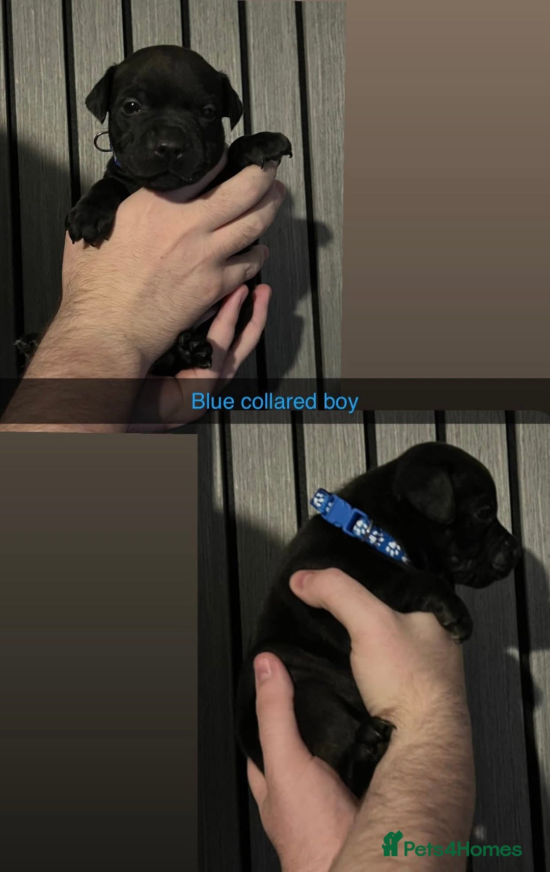 Staffordshire Bull Terrier dogs for stud: BLACK, Health tested kc registered STAFFORD STUD - Advert 14