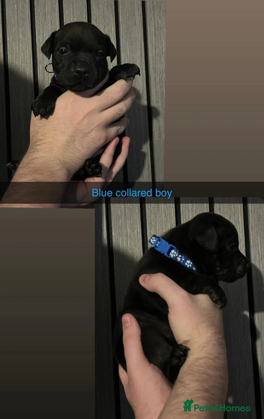 Staffordshire Bull Terrier dogs for stud: BLACK, Health tested kc registered STAFFORD STUD - Advert 14