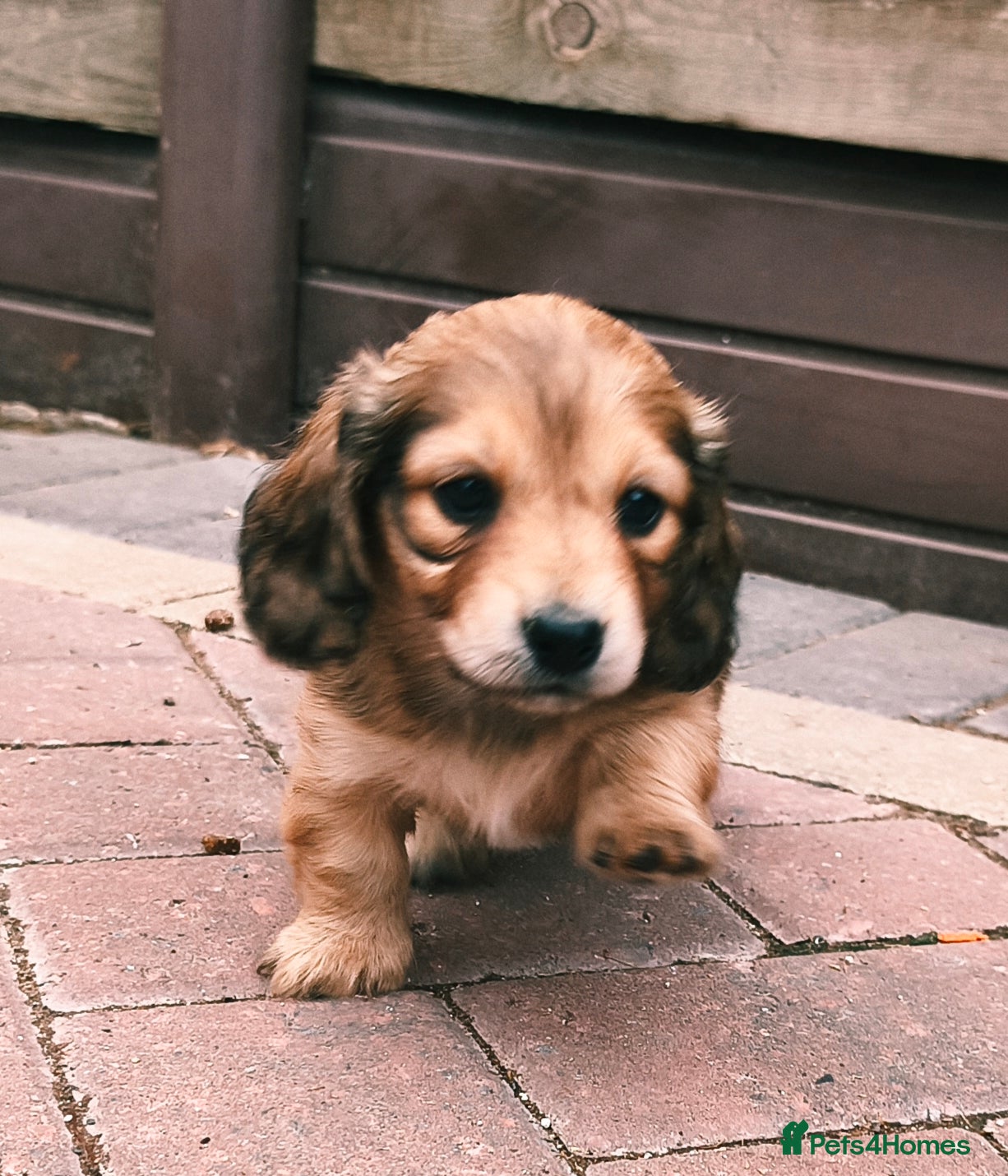 Miniature Dachshund dogs Stunning litter of Lh mini dachshunds  - Advert 2