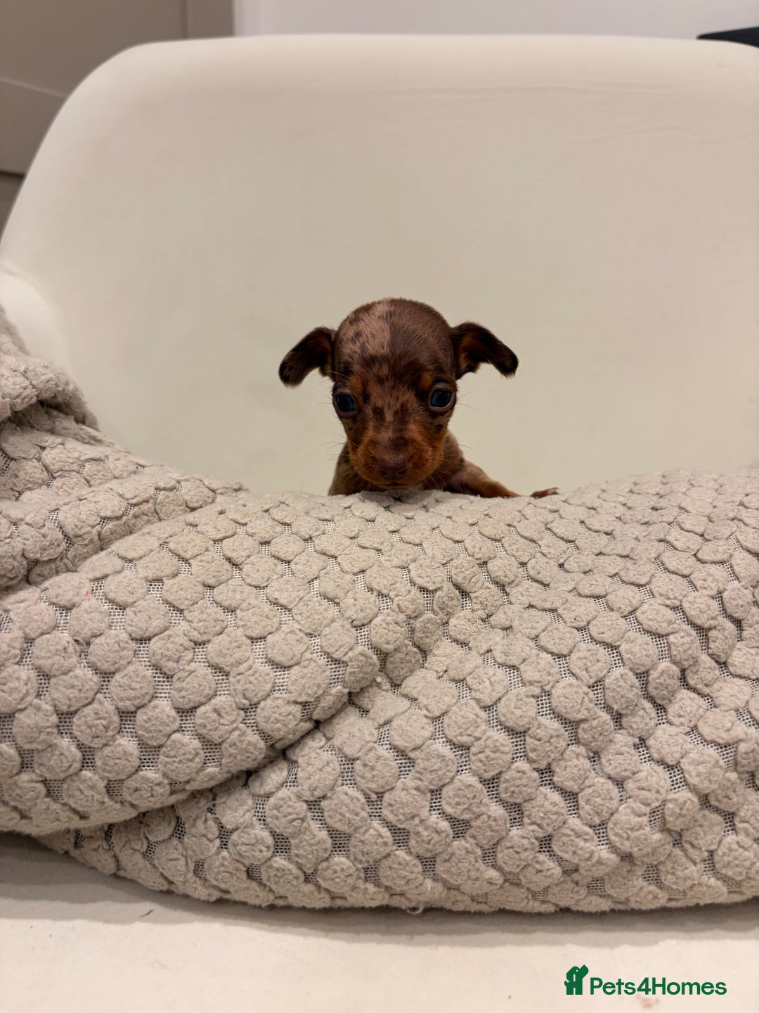Dachshund dogs for sale: Sausage dog puppys - Advert 5