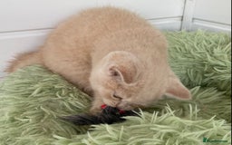 British Shorthair cats for sale: British Shorthair kittens  - Image 7