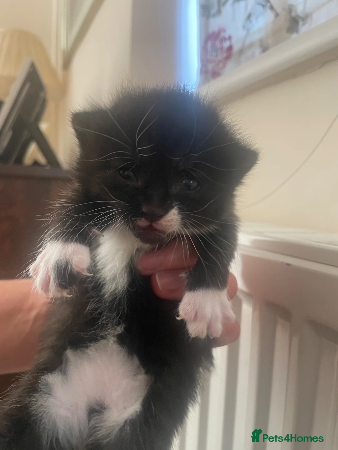 Mixed Breed cats for sale: Mixed breed kittens  in Pwllheli - Advert 2