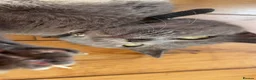 Russian Blue cats for sale: Beautiful Mother & Daughter russian blues - Advert 8